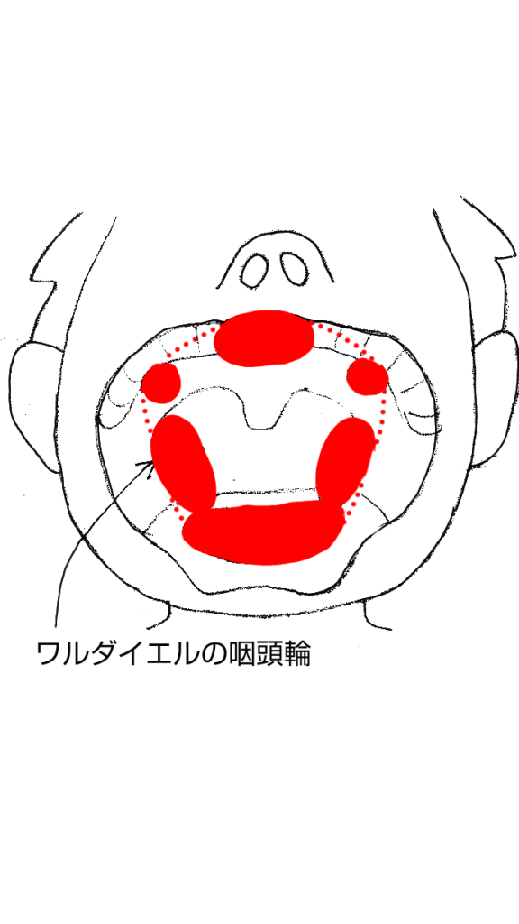 ワルダイエルの咽頭輪