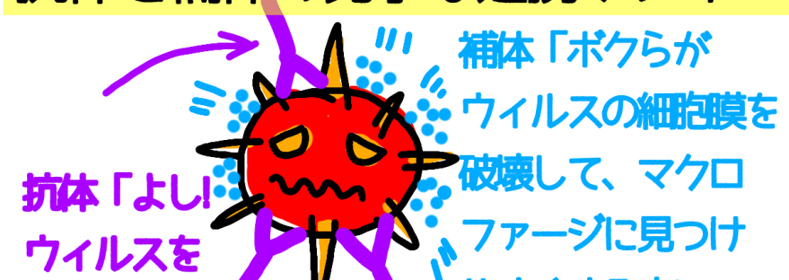 抗体と補体の連携プレイ