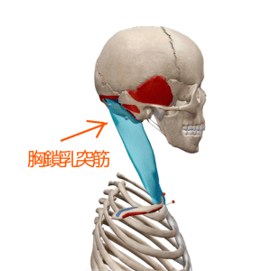 胸鎖乳突筋