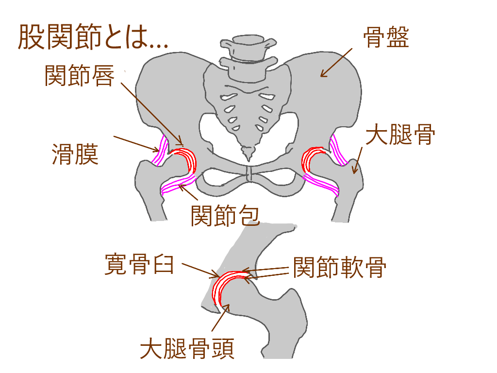 股関節とは